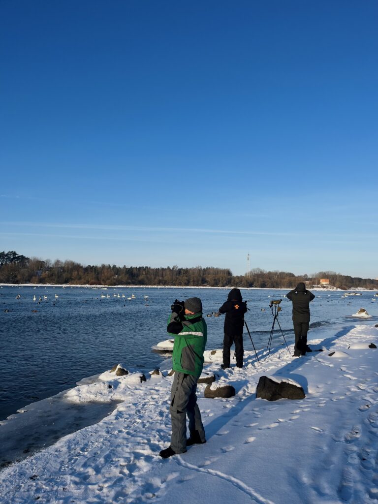 Pirmieji žiemojančių vandens paukščių apskaitos 2026 m. rezultatai