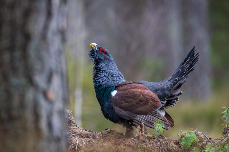 Gamtininkai palaiko Kapčiamiesčio poligoną ir siūlo sprendimus kurtinių apsaugai 