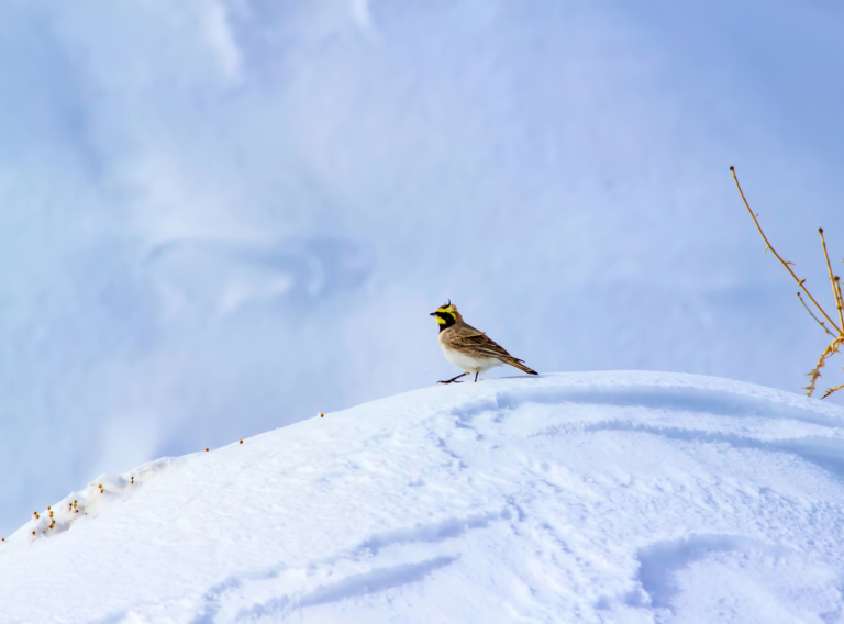Vieversio diena: žiema atnešė ne tik šalčius, bet ir retus svečius iš šiaurės