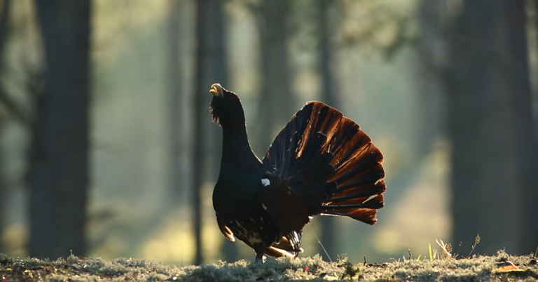Nevyriausybinės aplinkosaugos organizacijos pasisako už poligonus ir siūlo sprendimus kurtinių išsaugojimui
