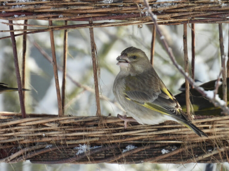 Akcijos „Paukščiai prie mano namų“ 2026 rezultatai