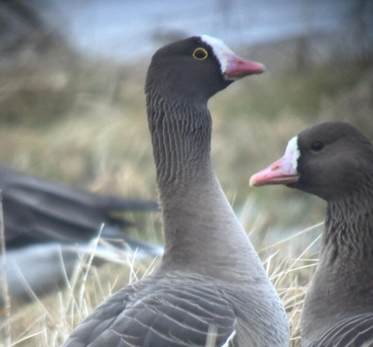 Stebėta pirmoji mažoji žąsis Lietuvoje 2026 metais