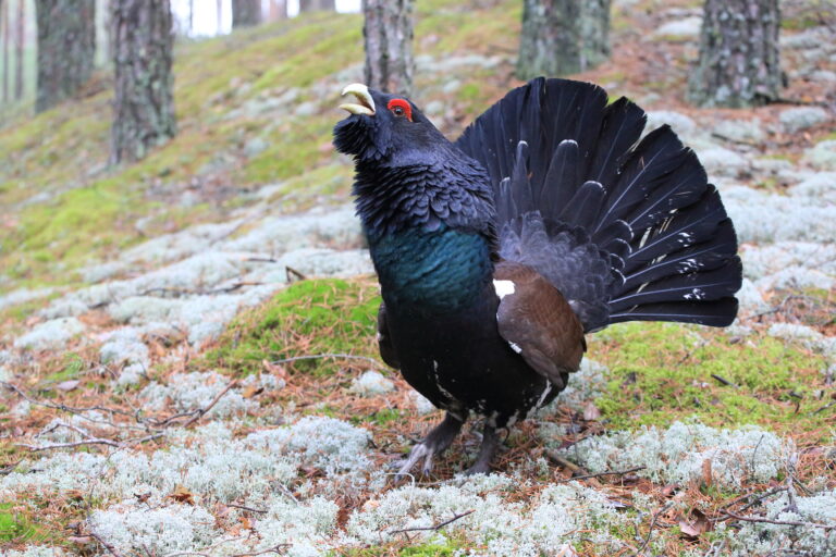 Pateikti pasiūlymai LR Aplinkos ministerijai dėl Kapčiamiesčio karinio poligono įstatymo