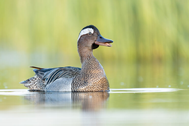 Dryžgalvė kryklė – 2026 metų paukštis