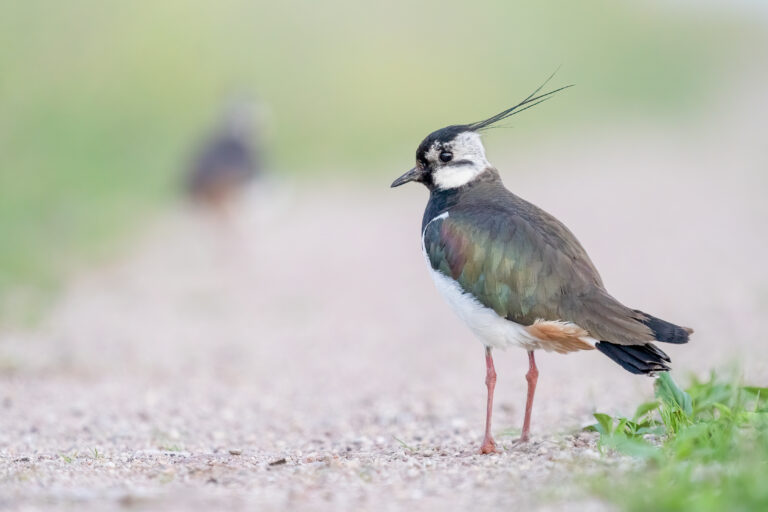 Pempės mūsų laukuose: kokia jų ateitis?