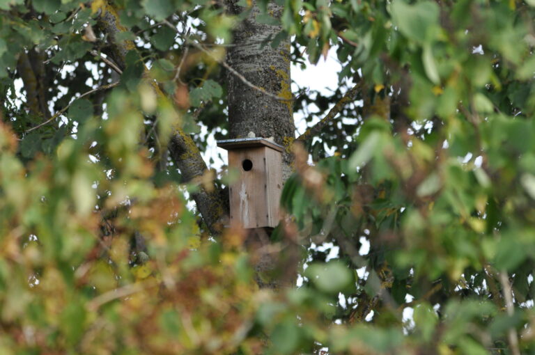 Laikas valyti senus inkilus ir kelti naujus