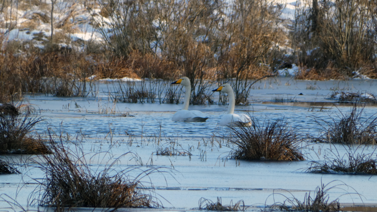 40-ies paukščių diena: kada sugrįžta paukščiai?