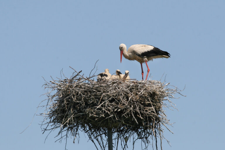 Kovo 25-oji Gandro diena: simbolis, primenantis apie mūsų aplinkos būklę