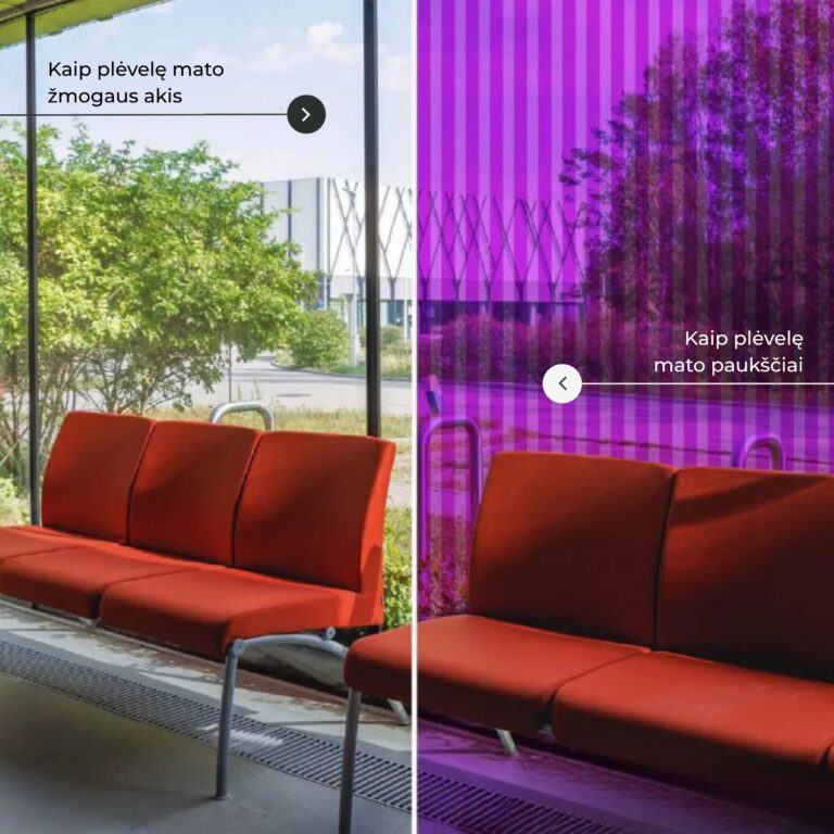 Ekspertai atskleidė pagrindinę priežastį, dėl kurios visame pasaulyje žūsta paukščiai