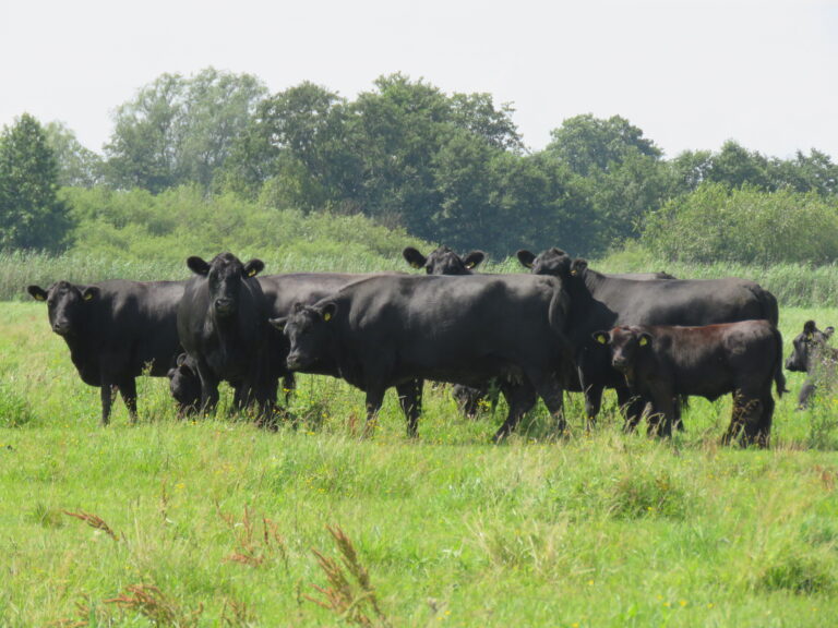 Botaninė stebėsena „LIFE Farms for Birds“ projekto teritorijose: 2025 metų apžvalga