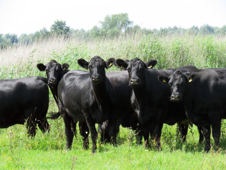 Botaninė stebėsena „LIFE Farms for Birds“ projekto teritorijose: 2025 metų apžvalga