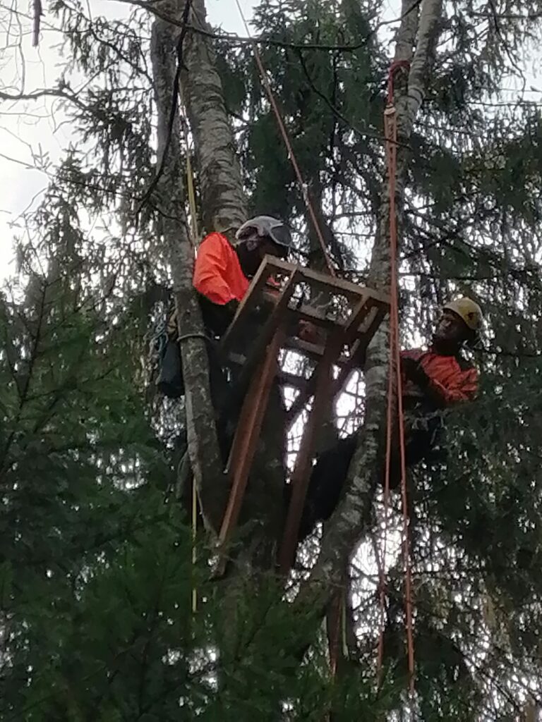 Kovo mėn. Lietuvos ornitologų draugija įrengė ir atnaujino retų bei saugomų paukščių 6 lizdavietes