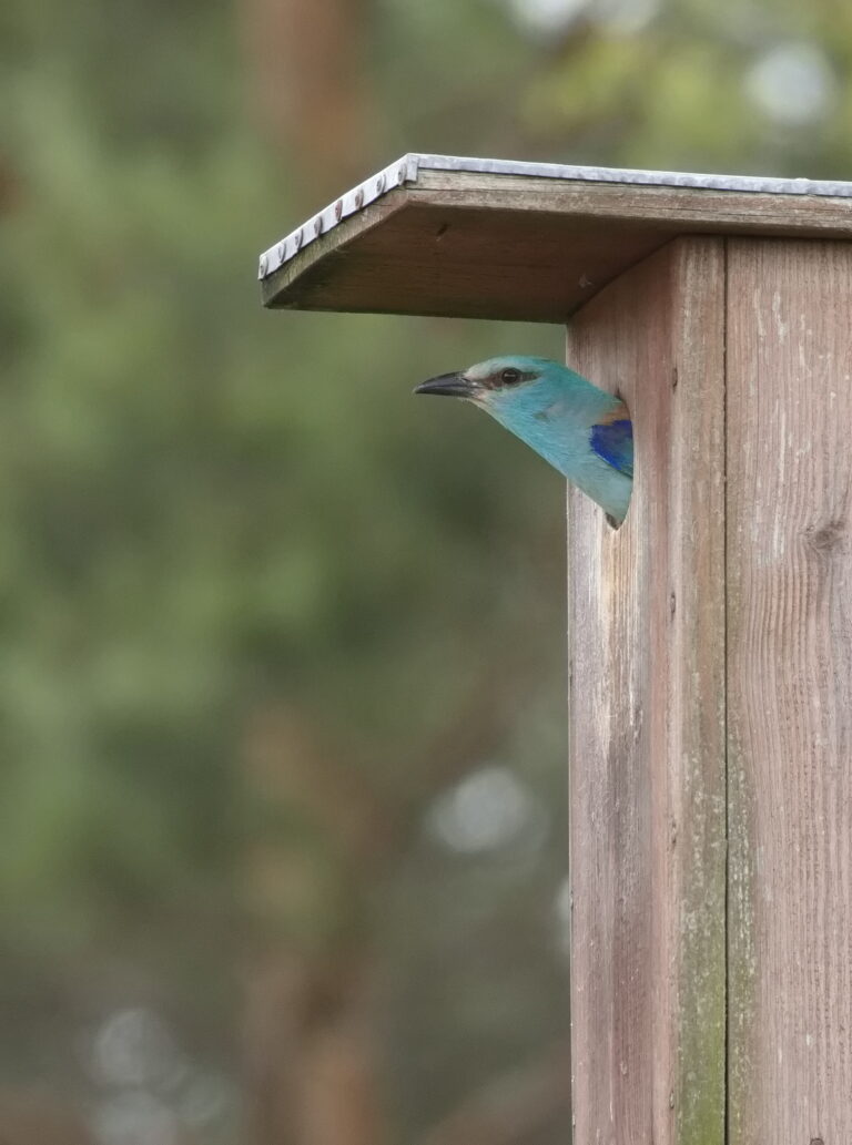 Patvirtintas europinio žalvarnio (Coracias garrulus) apsaugos planas