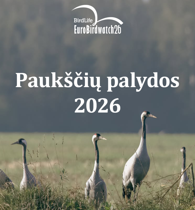 Paukščių palydos 2026: kviečiame į išvyką su Lietuvos ornitologų draugija
